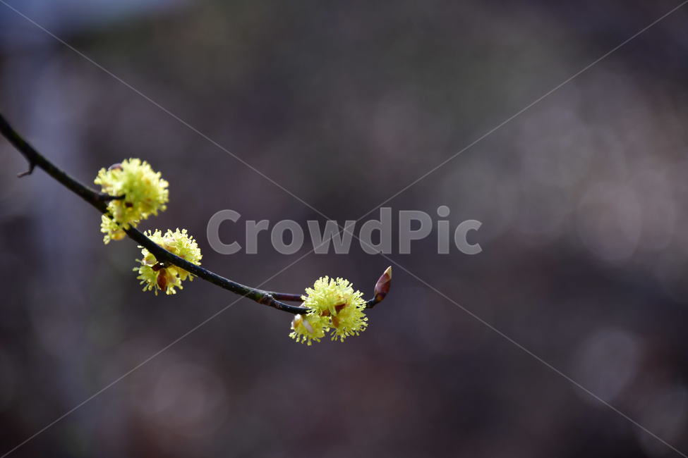 식물,plant,산수유,노랑,봄,꽃