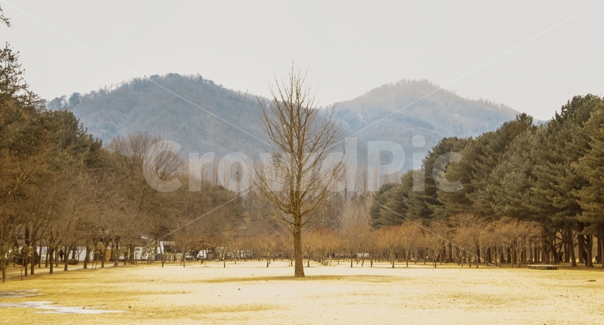 국내여행,남이섬,자연풍경,겨울,감성,자연,풍경,nature,landscape,겨울,계절,winter,season,plant,식물,tree,나무