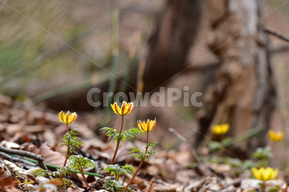 복수초,애기복수초,야생화,봄,꽃,풀꽃,자연,식물,식생,plants,nature,spring,season,flower