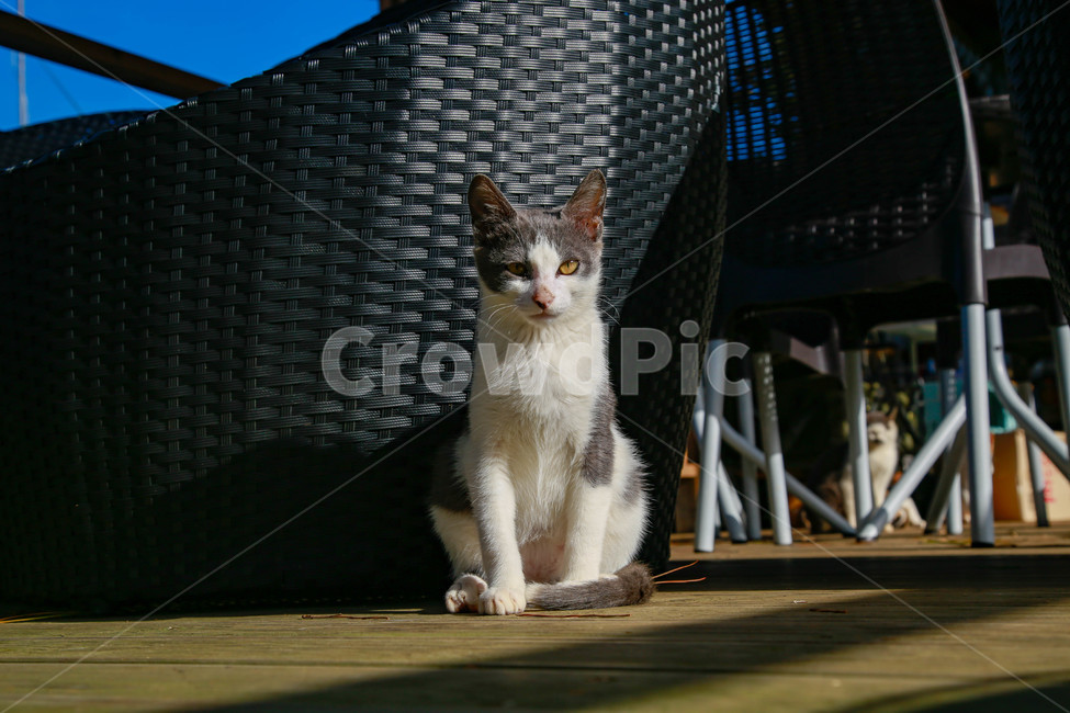 고양이,길고양이,길냥이,동물,애완동물,자연,생명,야생,야생동물,포유류,얼룩이,cat,kitty,kitten,neko,gato,street,streetcat,stray,straycat,wild,beauty,nature,pet,animal,mammal