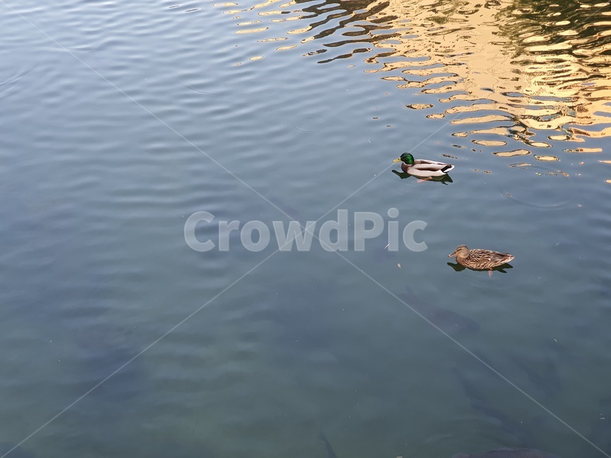 water,outdoors,물,옥외,오리,청둥오리,새,청계천,물결,잔물결,리플,ripple,동물,조류,birds,물가,조류,새,birds