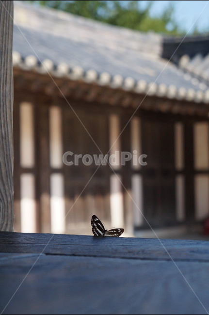 한옥,나비,조화,평화,고택,한국전통,한국문화,korean traditional,korean culture,동물,animal,곤충,벌레,insect,bug