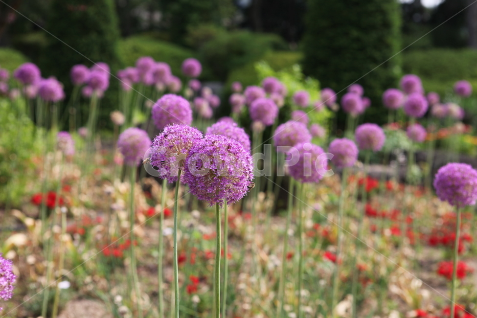 식물,꽃,수목원,여름,flower,식물,자연,plants,nature,꽃,flower