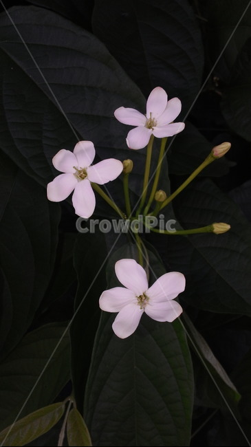 꽃,야생화,flower,플라워,잎,잎사귀,이파리,leaf,leaves,botanical,보타니컬,보태니컬,꽃잎,petal,floral,꽃부리,식물,자연,plants,nature,꽃,flower