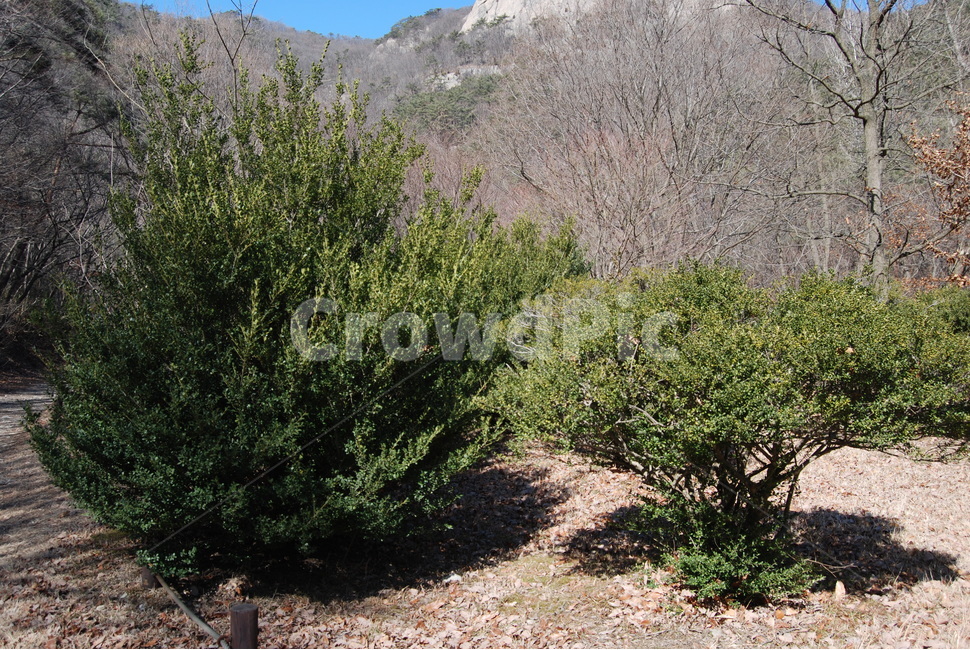 변산,꽝꽝나무,직소폭포,봉래구곡,부안군,등산로,능선,치유,여행,돌,산행,힐링,자연,동행,등산,계절,한국,한국명산,한국등산,풍경,나무,하늘,바람,땅,자연,풍경,nature,landscape,한국자연풍경,한국자연경관,korea nature landscape,plant,식물,bush,부시,vegetation,초목,tree