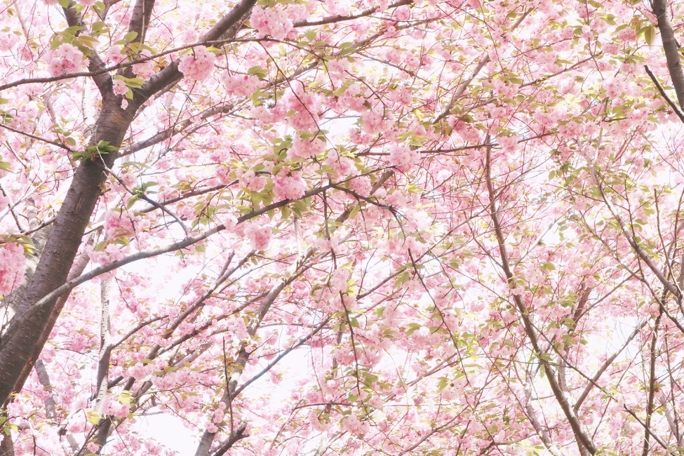 꽃,겹벚꽃,봄,flower,spring,봄,계절,spring,season,식물,자연,plants,nature,꽃,flower,나무,trees,wood,감성,sensible,feeling,plant,blossom,cherry blossom,벚꽃