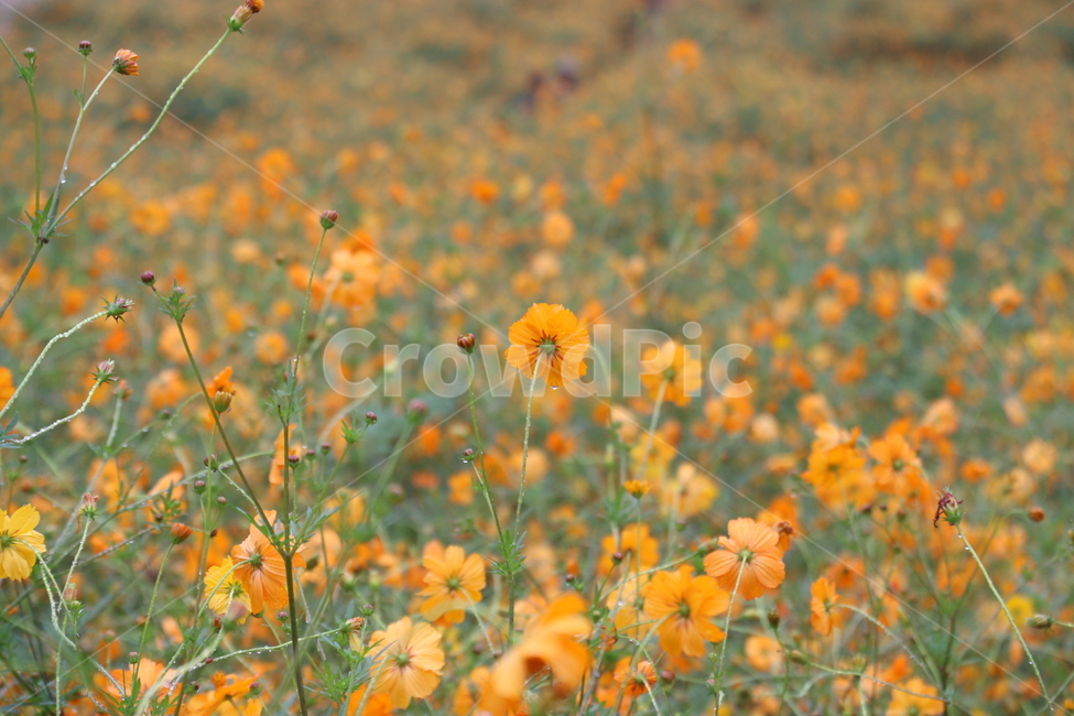 노랑,꽃,황화코스모스,노랑코스모스,가을꽃,식물,yellow,야외,cosmos,계절,들,outdoors,grassland,plant,가을,계절,fall,autumn,season,식물,자연,plants,nature,꽃,flower,field,목초지,옥외