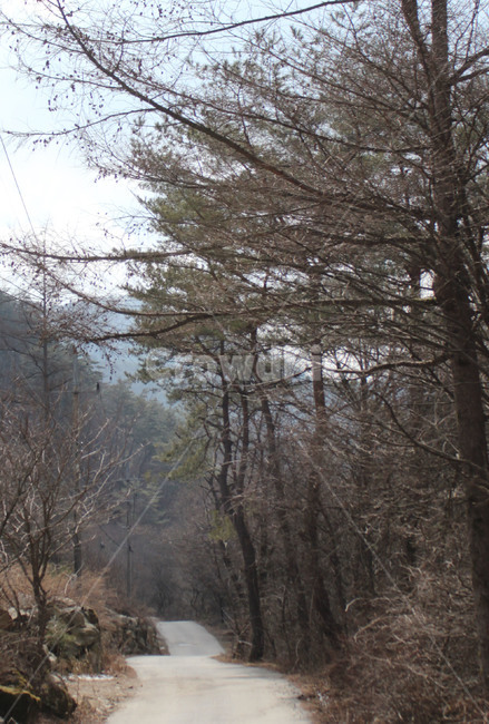 오솔길,시골길,나무,풍경,길,자연,풍경,nature,landscape,tree,plant,식물