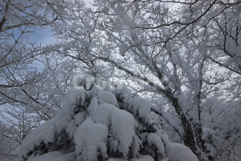 한라산,성판악코스,눈꽃,눈산행,HallasanMountain,겨울,계절,winter,season,식물,자연,plants,nature,나무,trees,wood