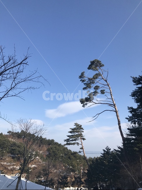 풍경,자연,노송,나무,바람,구름,하늘,맑은하늘,겨울풍경,sky,cloud,눈,산책,tree,Blue,겨울,계절,winter,season,자연,풍경,nature,landscape,plant,식물