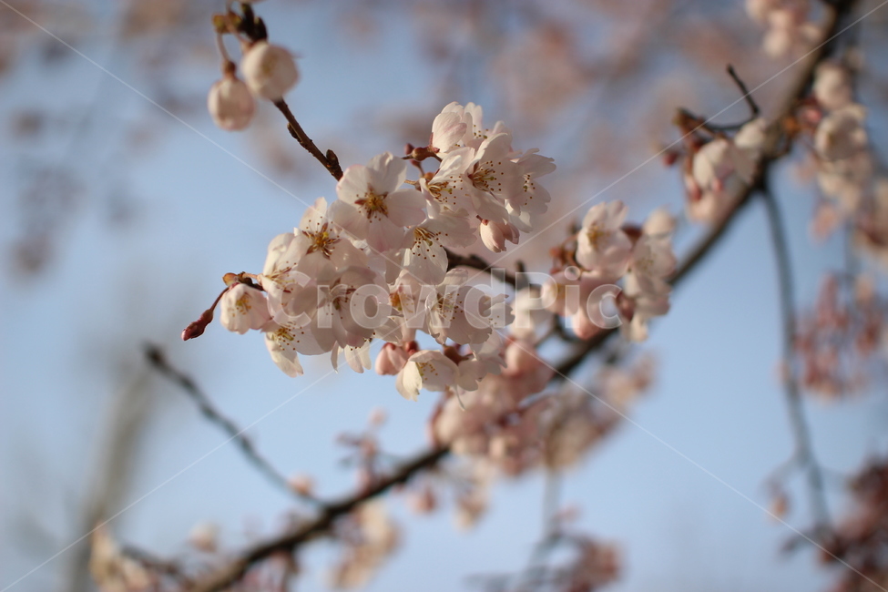 벚꽃,꽃,봄꽃,나무,식물,blossom,flower,plant