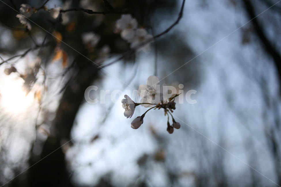 벚꽃,꽃,flower,cherryblossom,blossom,식물,나무