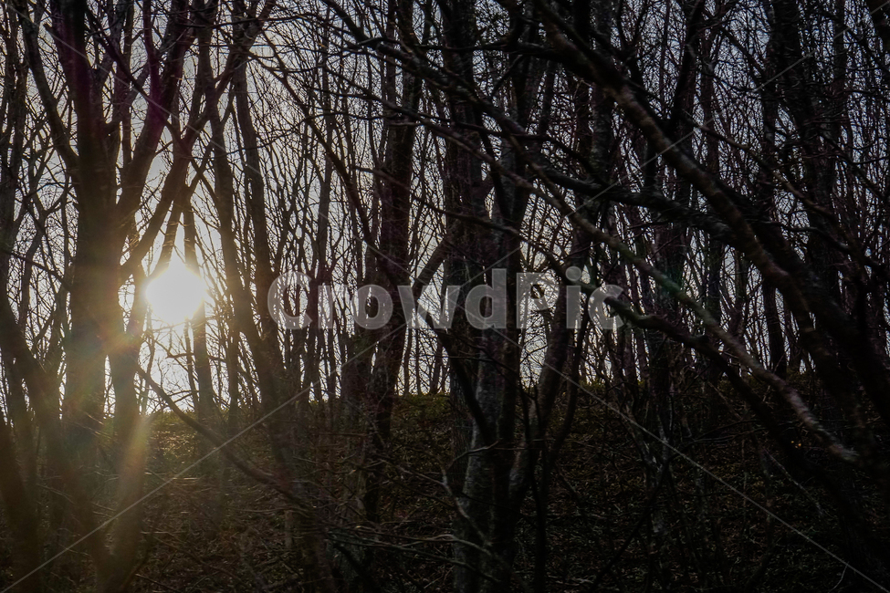 숲,빛,forest,light,숲속