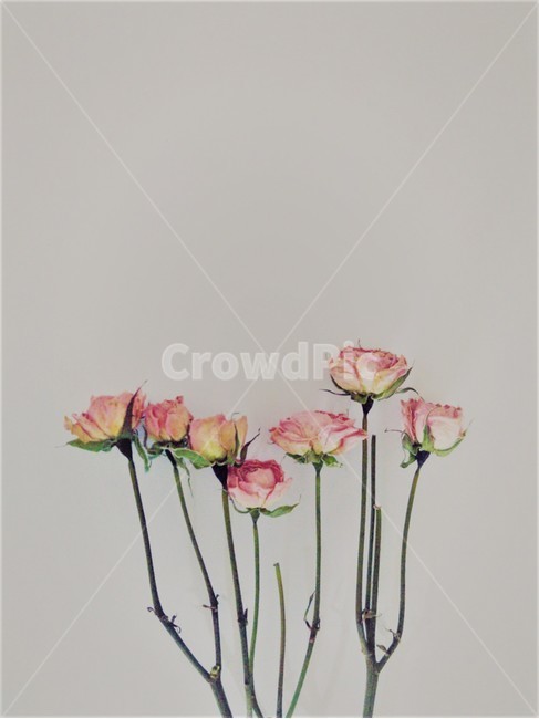 식물,plant,장미,말린장미,드라이플라워,rose,꽃,flower,dryflower