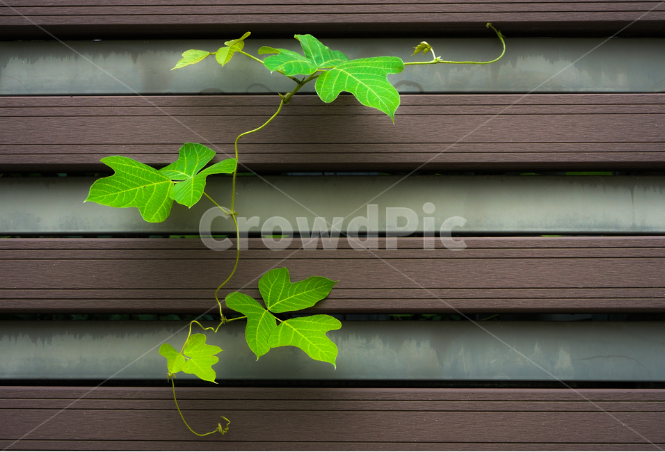 칡,넝쿨,나무판재,설치물,틈,식물,새싹,자연,식물,자연,plants,nature