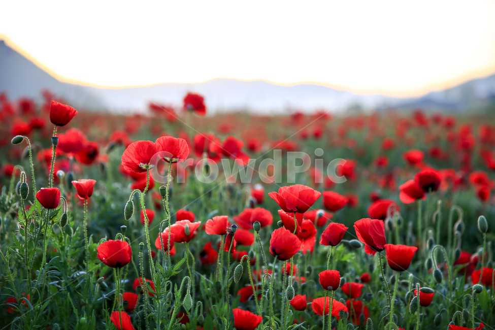 양귀비,화려함,감성,꽃,자연,식물,자연,plants,nature,꽃,flower