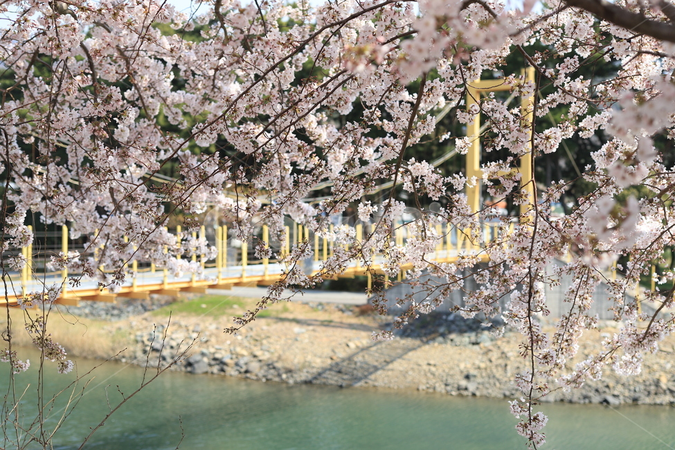 벚꽃,체리블라썸,cherryblossom,봄,꽃,flower,봄,계절,spring,season,plant,식물,cherry blossom,blossom