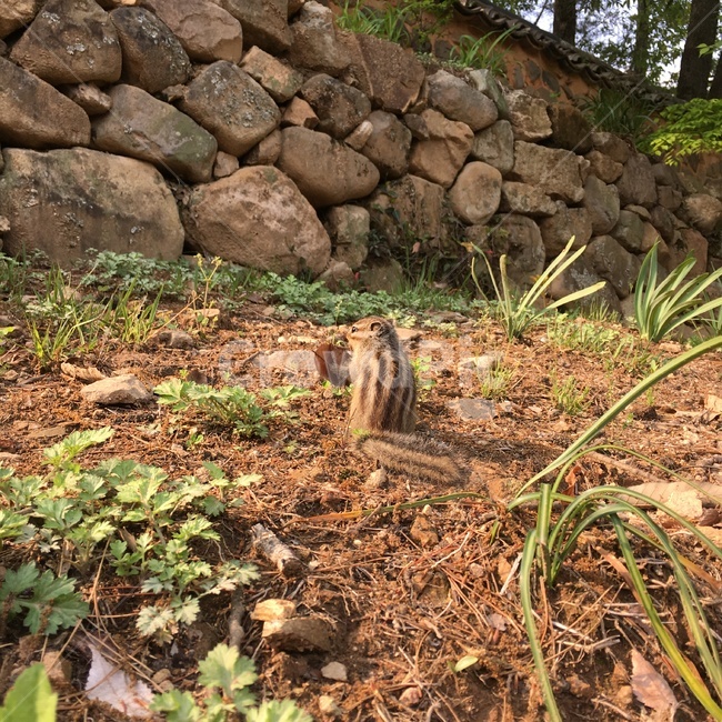 자연,다람쥐,힐링,동물,asiaticchipmunk,animal