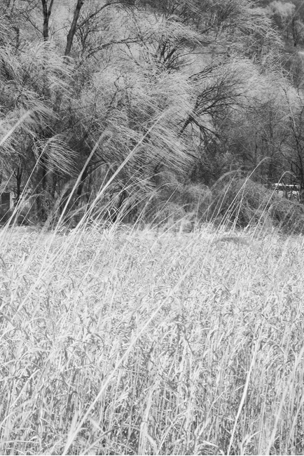 nature,자연,outdoors,옥외,tree,나무,한강고수부지,적외선,적외선카메라,적외선사진,infrared,적외선필터,흑백,흑백사진