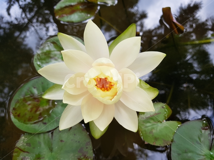 연꽃,연못,꽃,flower,노란색,노란색꽃,자연,nature,초록,식물,자연,plants,nature,꽃,flower