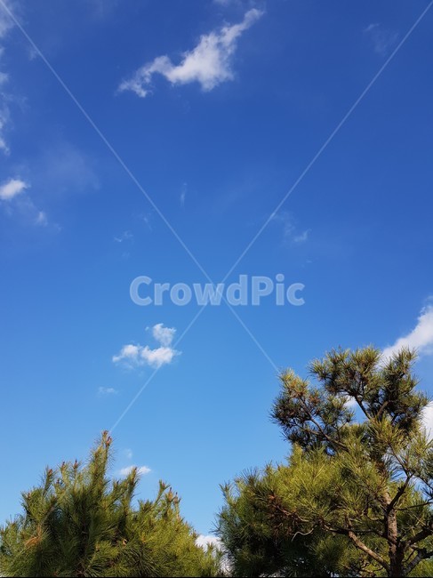 하늘,구름,소나무,날씨,쾌청,sky,cloud,pine,fine,weather,tree,blue