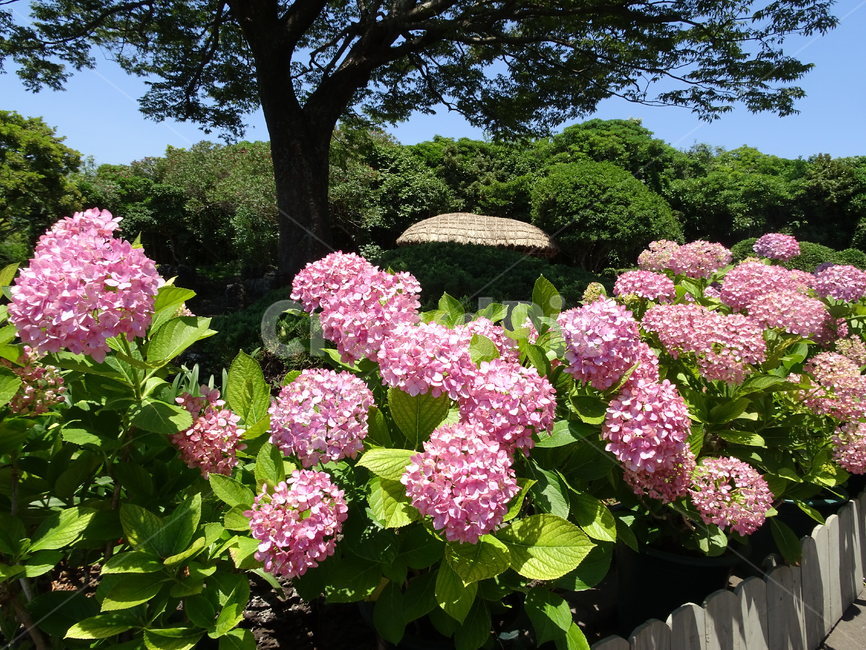 수국,분홍수국,수국꽃,수국밭,제주도수국,분홍색꽃,식물,자연,plants,nature,꽃,flower
