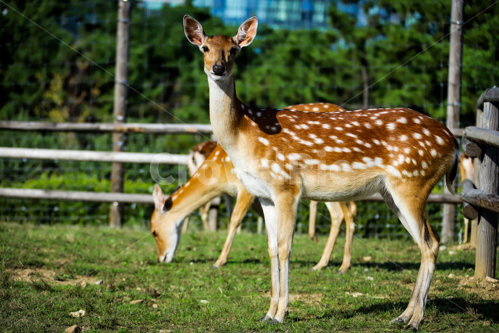 동물,사슴,밤비,공원,꽃사슴,자연,힐링,동물,animal,포유류,mammal