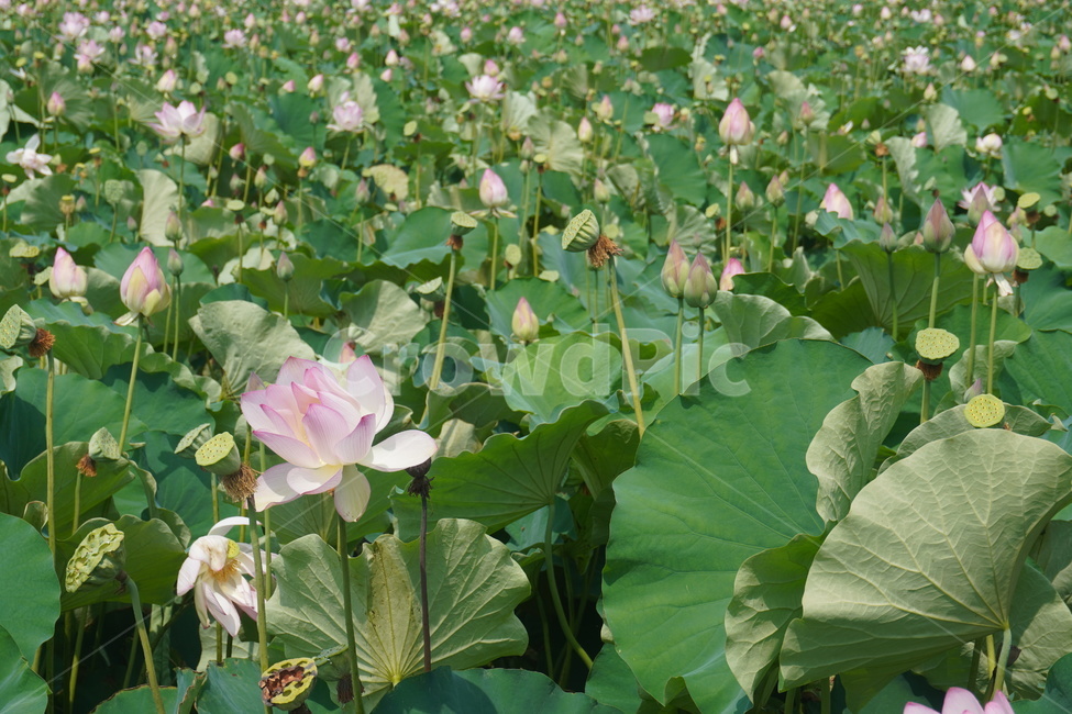 plant,식물,flower,꽃,연꽃,자연,lotus,nature,green,blossom