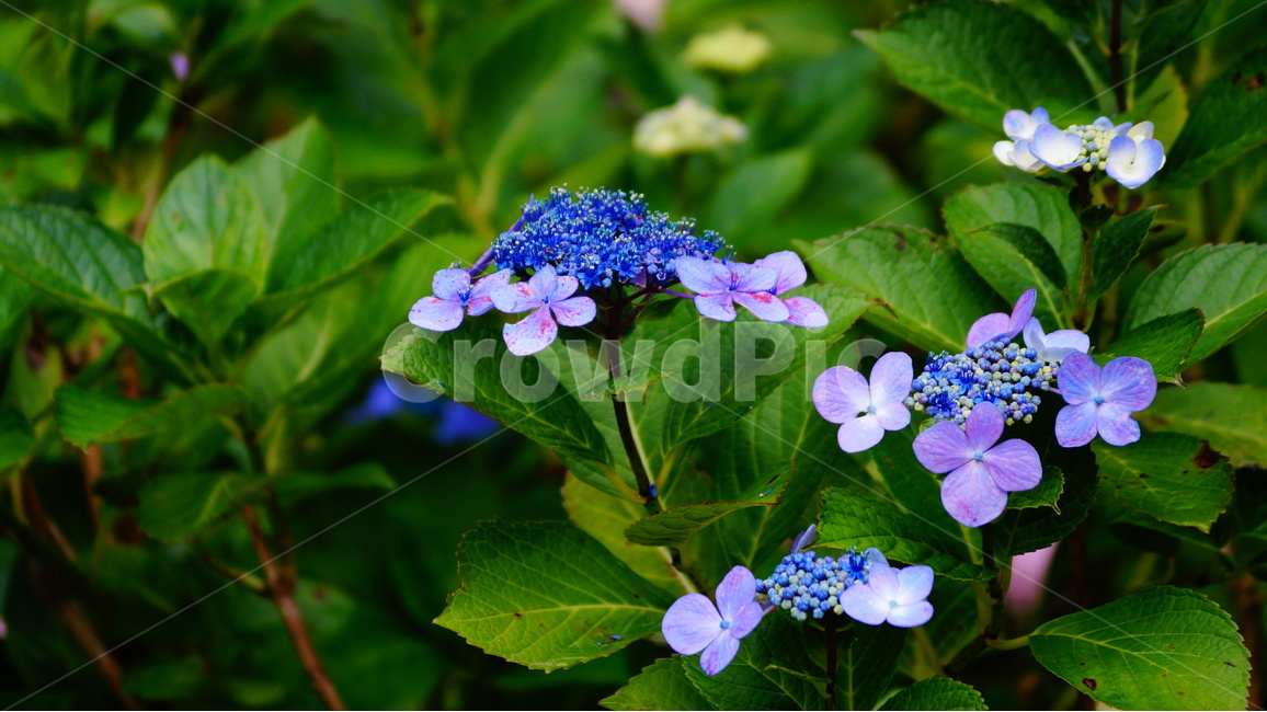 수국,산수국,꽃,꽃사진,태종대,식물,식물,자연,plants,nature,꽃,flower