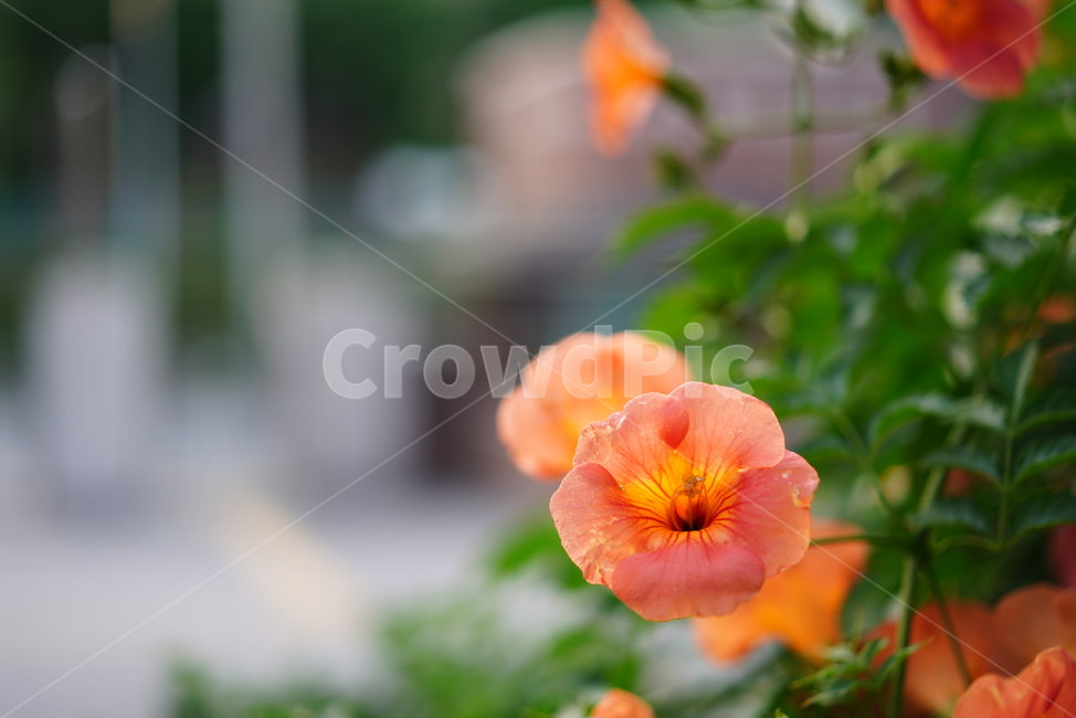 능소화,꽃,플라워,색감,주황,식물,생물,생명,flower,컬러
