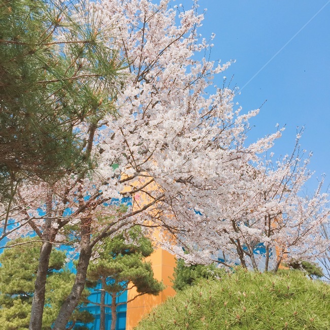 봄,벚꽃,화사함,청량함,꽃