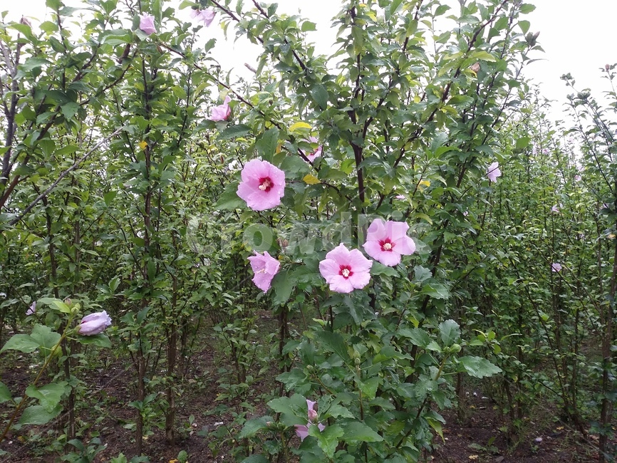 무궁화,무궁화꽃,꽃,flower,plant,식물,식물,자연,plants,nature,꽃,flower