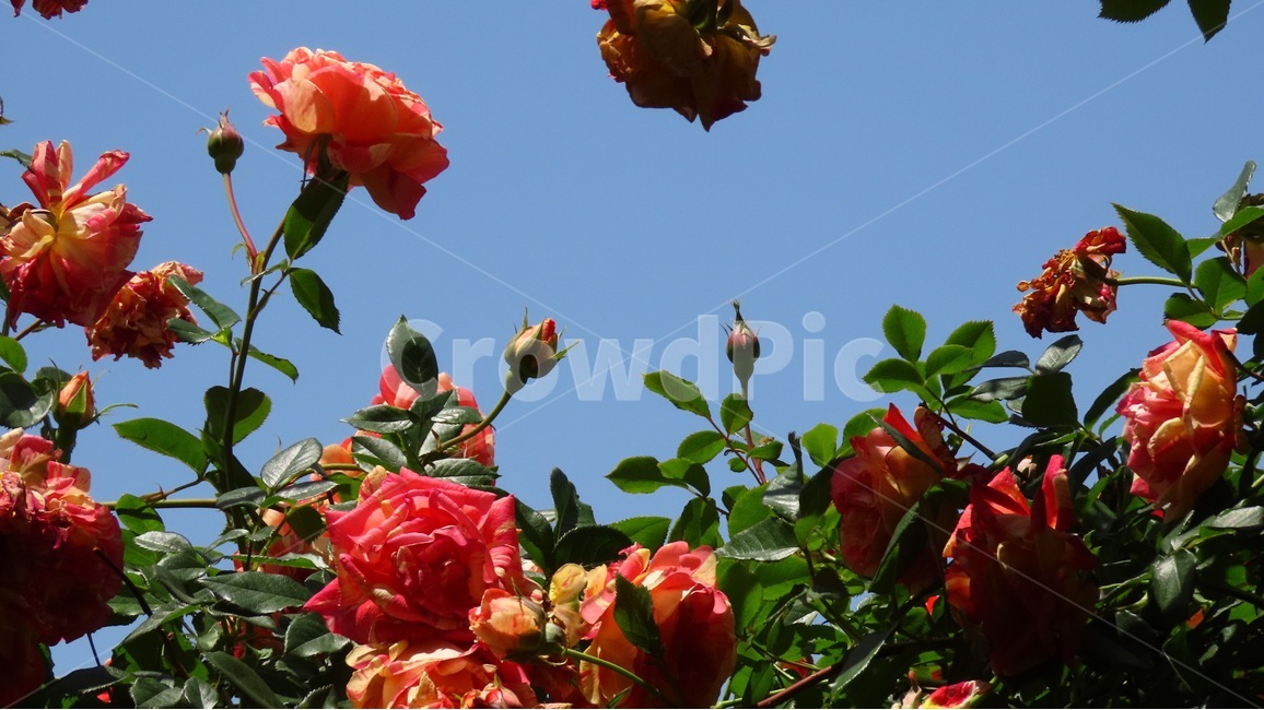 장미,꽃,flowers,flower,꽃밭,rose