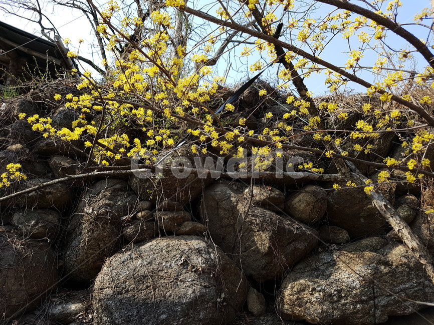 산수유꽃,산수유마을,자연,식물,돌담,식물,자연,plants,nature,꽃,flower