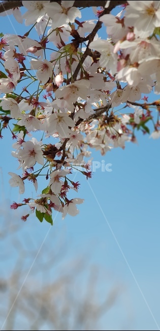 벗꽃,봄,공원,산책,식물,식물,자연,plants,nature,꽃,flower