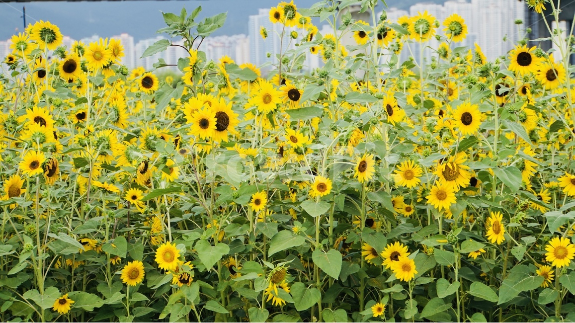 해바라기,꽃,식물,플라워,늦여름,sunflower,flower,식물,자연,plants,nature,꽃,flower