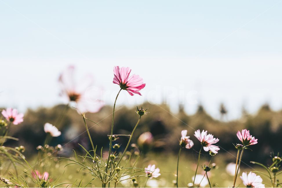 코스모스,꽃,가을,cosmos,flower,가을,계절,fall,autumn,season,식물,자연,plants,nature,꽃,flower,감성,sensible,feeling,plant,blossom,daisy,데이지,daisies