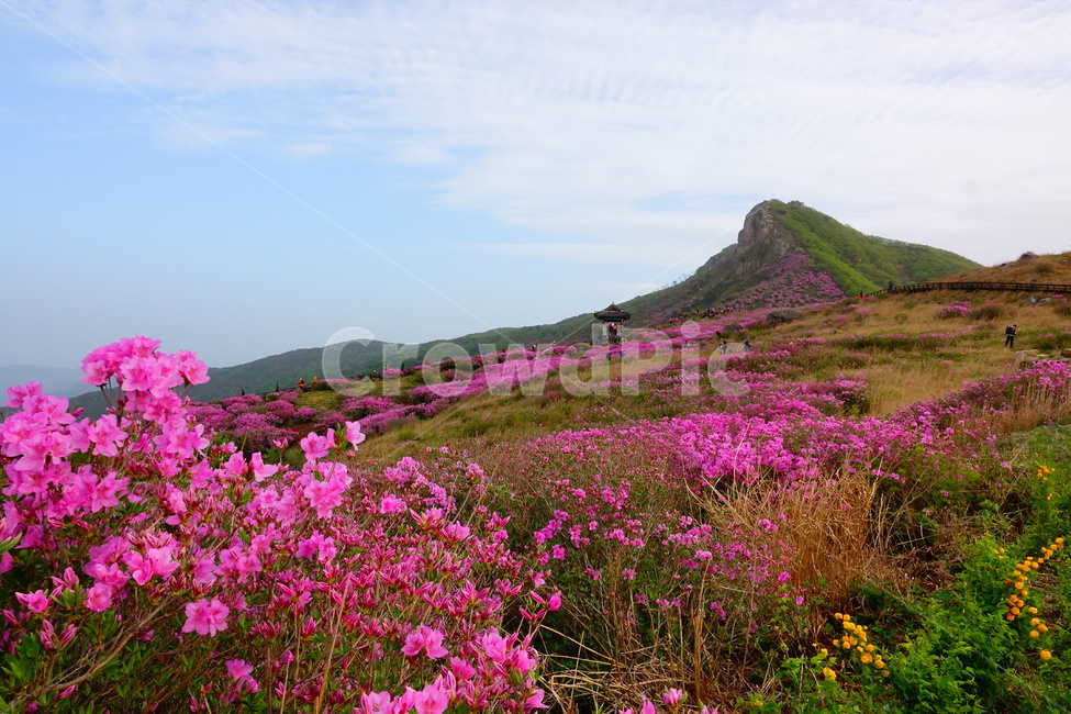 황매산,철쭉,봄,꽃동산,합천,봄,계절,spring,season,자연,풍경,nature,landscape,outdoors,옥외
