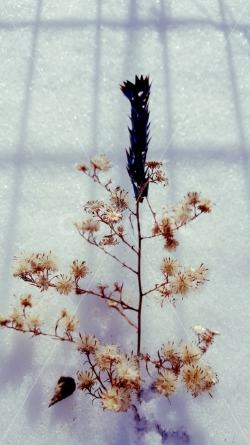 창작,겨울,흔적,빛,가을,식물,자연,plants,nature,예술,art