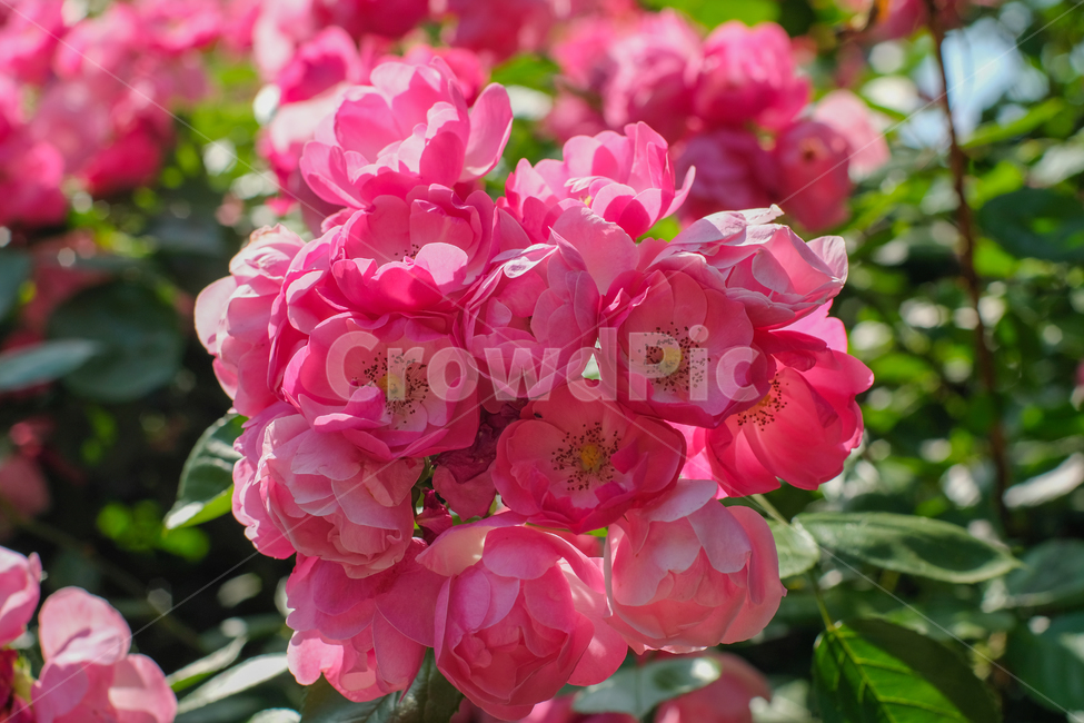 장미,봄,감성사진,핑크,로즈,꽃사진,rose,flower,꽃잎,자연,축제,식물,nature,길,식물,자연,plants,nature,꽃,flower