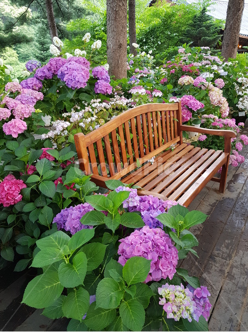 plant,식물,flower,꽃,벤치,벤치꽃,풍경,수국,자연,아침고요수목원,의자,힐링,휴식,chair