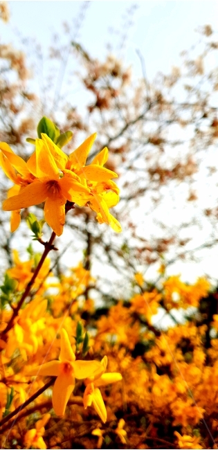 개나리,봄,따뜻함,꽃,오후,노란색,spring,forsythia,flower,화창한날씨,햇살,식물,자연,plants,nature,꽃,flower