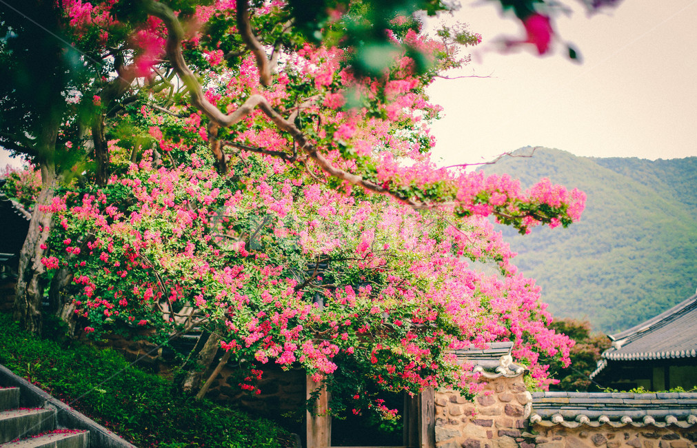 베롱나무,한옥,꽃,식물,자연,식물,자연,plants,nature,꽃,flower