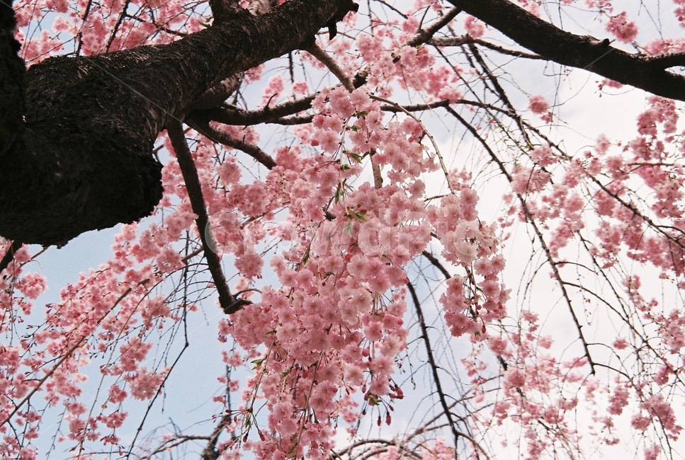 벚꽃,봄,사쿠라,벚꽃축제,벚꽃나무,핑크무드,분홍꽃,벚꽃배경,flower,식물,blossom,분홍배경,벚꽃이미지,cherryblossom