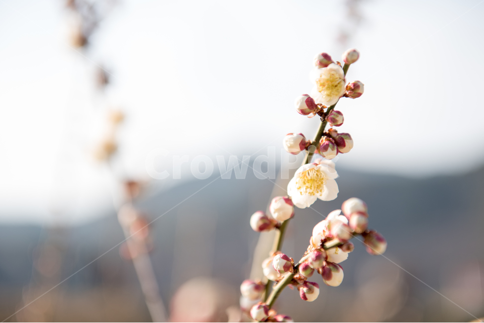 순매원,원동매화마을,원동매화축제,식물원,온실,야외,공원,벚꽃나무,청매화,홍매화,백매화,나무,식물,봄,감성사진,꽃사진,나무사진,배경사진,매화,벚꽃,매화축제,벚꽃축제,봄꽃,매화나무,겨울나무,봄나무,봄,계절,spring,season,식물,자연,plants,nature,꽃,flower,plant