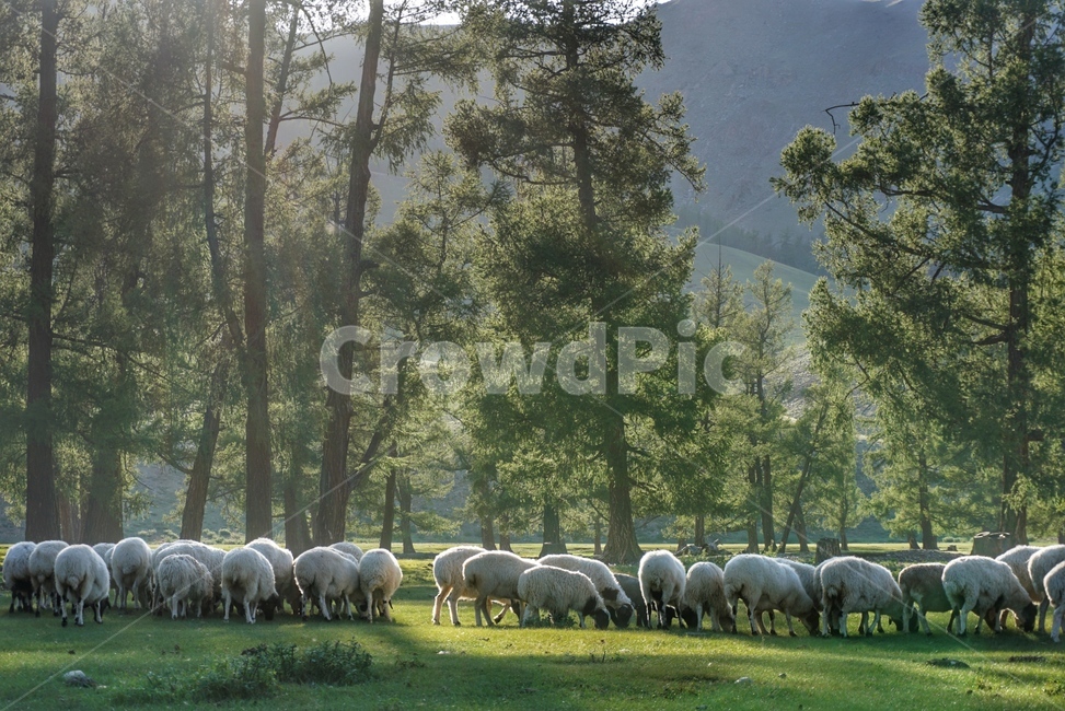 자연,nature,land,땅,몽골,mongolia,outdoors,옥외,grassland,목초지,animal,동물,mammal,포유류,sheep,양,rural,농촌,grazing,방목,farm,농장,동물,animal,포유류,mammal