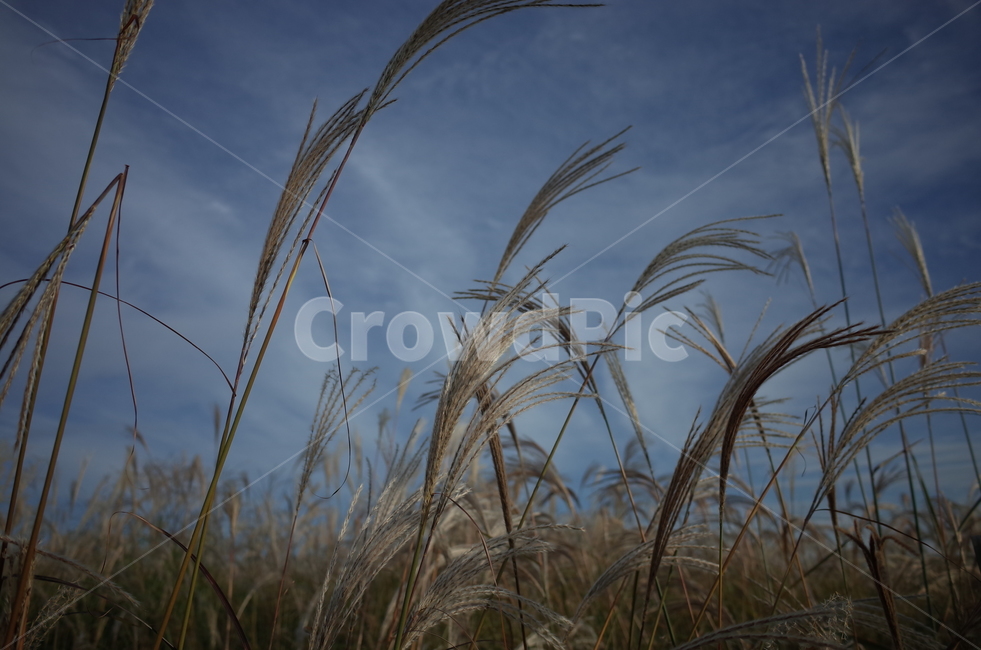 가을,하늘,억새,갈대,가을감성,가을,계절,fall,autumn,season,자연,풍경,nature,landscape,식물,plants,grass,잔디,plant,lawn