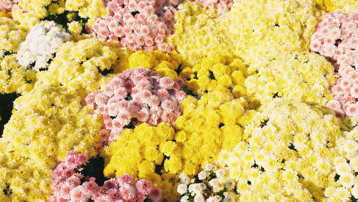 국화,꽃,자연,식물,가을,가을,계절,fall,autumn,season,식물,자연,plants,nature,꽃,flower