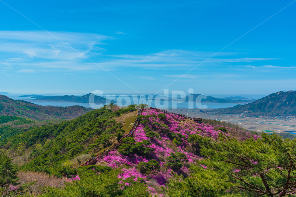 진달래꽃,진달래축제,강화도고려산,고려산진달래,봄꽃,꽃축제,자연,풍경,nature,landscape,한국자연풍경,한국자연경관,korea nature landscape,사람들,대중,군중,other people,crowd,outdoors,옥외,plateau,고원