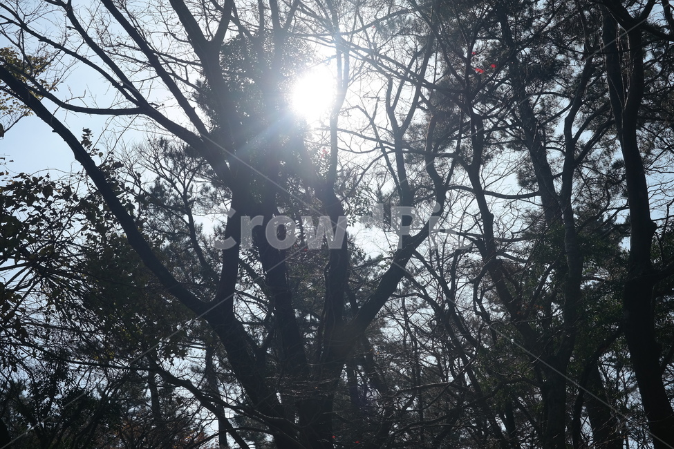 숲,나무,풀,햇빛,자연,나무들,숲길,산,그린,초록색,날씨,빛,식물,자연,plants,nature,나무,trees,wood